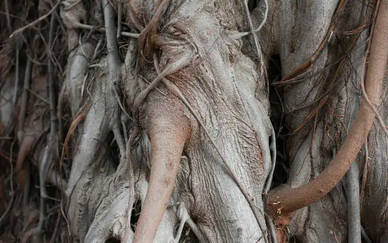 Can Tree Roots Cause Water Line Leaks