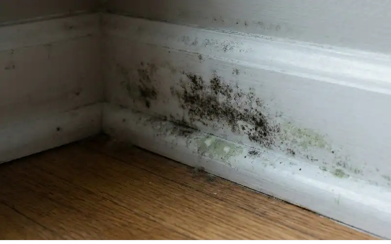 mold on wall skirting